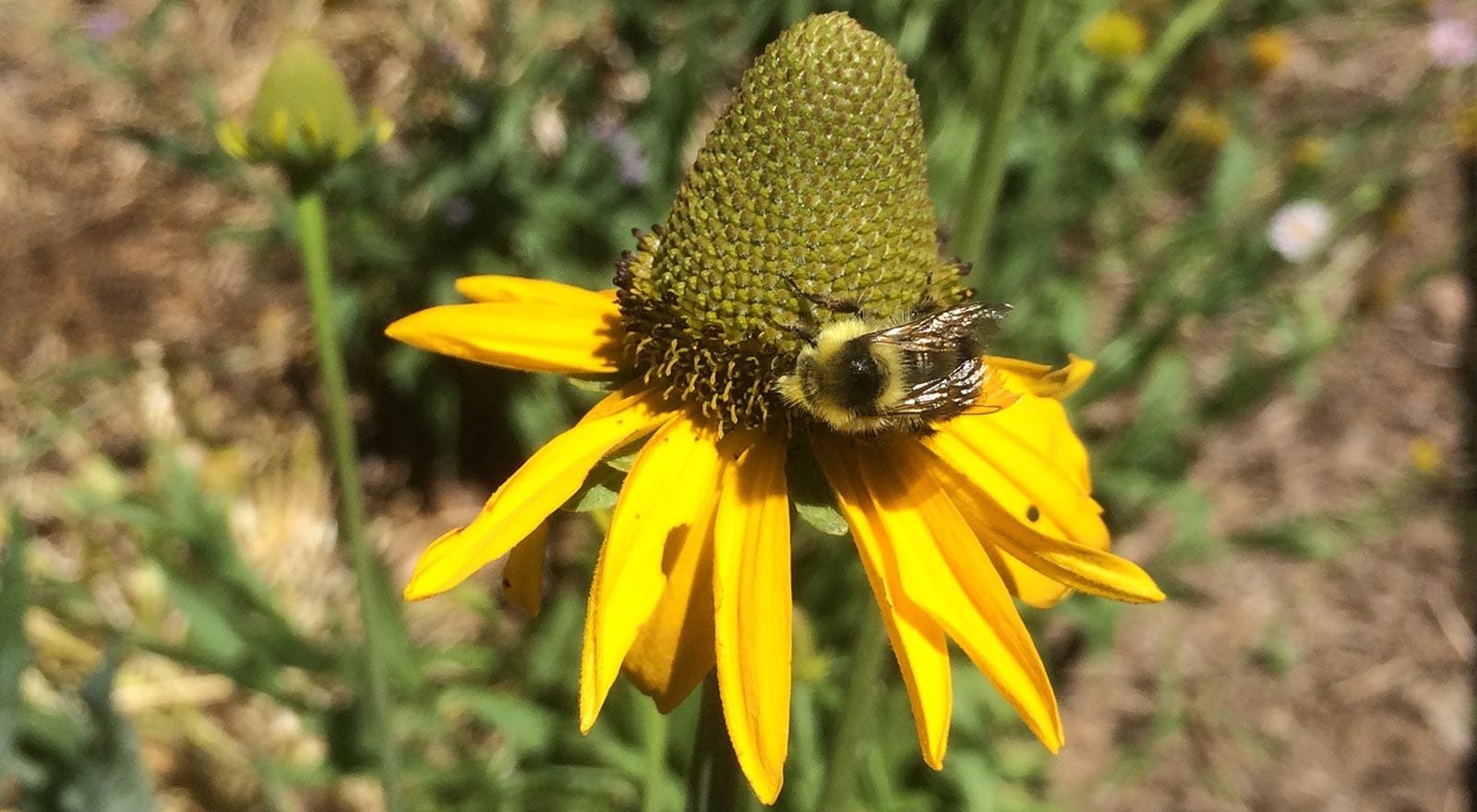 rudbeckia glaucescens - waxy coneflower