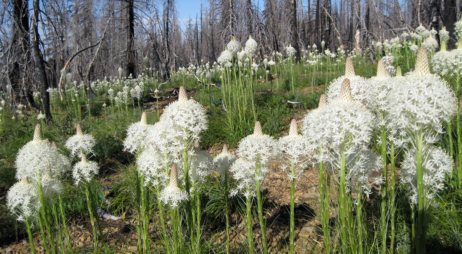 xerophyllum tenax - beargrass